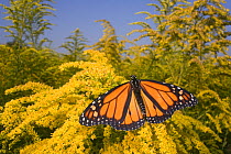 Male Monarch butterfly (Danaus plexippus) feeding on nectar of Goldenrod flowers, East coast, USA