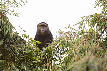 Golden monkey (Cercopithecus mitis kandti) looking down from tree, Parc National des Volcans, Rwanda
