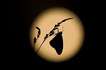 Monarch butterfly (Danaus plexippus) hanging from a blade of grass, silhouetted against the full moon, East coast USA.
