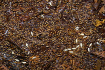 Termite (Isoptera) colony migrating across rainforest floor showing workers (pale) and soldiers (dark), Yavari River, Amazon Basin, Peru