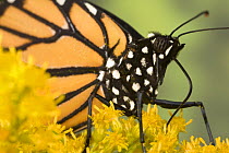 Monarch butterfly (Danaus plexippus) feeding on Goldenrod nectar,  East coast, USA.