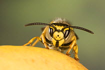 German wasp (Vespula germanica), Germany