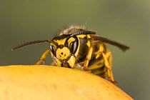German wasp (Vespula germanica) feeding on fruit, Germany