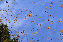 Monarch butterflies (Danaus plexippus) flying, overwintering colony, Michoacan, Mexico