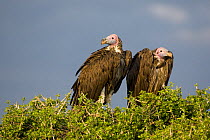 Lappet faced / Nubian Vulture (Torgos tracheliotus), Masai Mara National Reserve, Kenya
