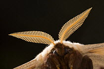 Close-uo of antennae of male Giant peacock moth (Saturnia pyri) Austria