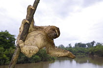 Brown-throated three-toed sloth (Bradypus variegatus) on branch above river in rainforest, Peru