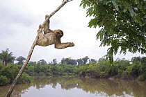Brown-throated three-toed sloth (Bradypus variegatus) hanging from branch above river in rainforest, Peru