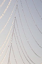 Close-up of Spider's web with beads of dew