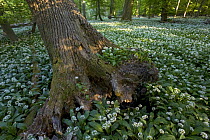 Wild garlic / Ransoms (Allium ursinum) flowering in wood, Germany