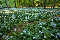 Wild garlic / Ransoms (Allium ursinum) flowering in wood, Germany