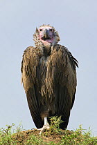 Lappet  faced / Nubian vulture (Torgos tracheliotus), Masai Mara National Reserve, Kenya