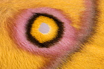 Close up of eye on wing of butterfly {Imbrasia wahlbergi} Africa