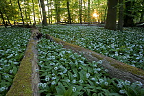Wild garlic / Ransoms (Allium ursinum) in wood with fallen trees, Germany