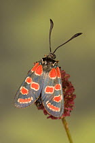 Variable burnet moth (Zygaena carniolica) on flower, Austria
