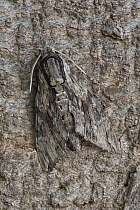 Convolvulus hawkmoth (Agrius convolvuli) camouflaged on tree trunk, Austria