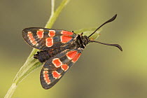 Variable burnet moth (Zygaena carniolica), Austria