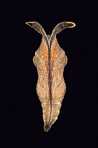 Pupa of Noble Cracker butterfly (Hamadryas feronia) from Central America