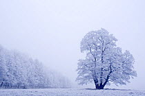 Winter landscape with hoarfrost, Germany