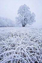 Winter landscape with hoarfrost covering grass and tree, Germany