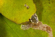 Brown China-mark moth (Elophila nymphaeata) larva feeding on water lily leaf, underwater, Germany