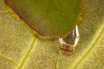 Brown China-mark moth (Elophila nymphaeata) larva feeding on water lily, underwater, Germany
