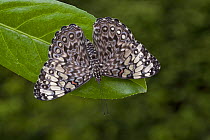Cracker butterfly (Hamadryas feronia), Tropical America (Captive)