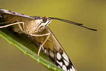 Noble cracker butterfly (Hamadryas feronia), Central America (Captive)
