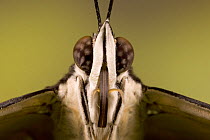 Noble cracker butterfly (Hamadyras feronia), close-up of head, Central America (Captive)