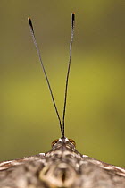 Noble cracker butterfly (Hamadryas feronia), antennae and back of head, Central America (Captive)