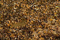 Monarch (Danaus plexippus) butterflies drinking on wet forest ground, Angangueo, Michoacan, Mexico