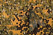 Deaths head hawkmoth (Acherontia atropos) on honeycomb feeding with Honey bees (Apis mellifera) on their honey in the hive, Germany. The moth releases a soothing scent which temporarily fools the bees...