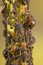 Ants (Formicidae) milking Aphids on plant stem, Germany