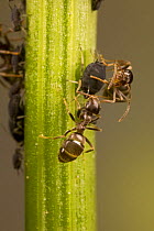 Ants (Formicidae) milking Aphid on plant stem, Germany