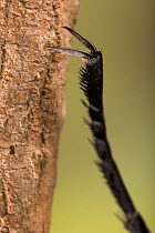 Close-up of foot claw of Monarch butterfly (Danaus plexippus) USA