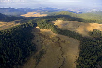 Aerial view of the coniferous forests, with Oyamel fir trees  where Monarch butterflies (Danaus plexippus) overwinter, central highlands, Michoacan, Mexico