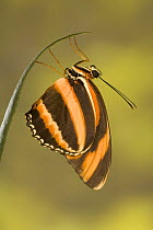 Banded orange heliconian butterfly (Dryadula phaetusa) South and Central America (captive)