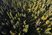 Aerial view of the coniferous foest with Oyamel fir trees where Monarch butterflies (Danaus plexippus) overwinter, central highlands, Michoacan, Mexico