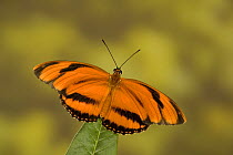 Banded orange heliconian butterfly (Dryadula phaetusa), South and Central America (captive)