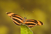 Banded orange heliconian butterfly (Dryadula phaetusa) underside of wings showing stripes, South and Middle America (captive)
