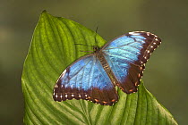 Common morpho butterfly (Morpho peleides) on leaf, Costa Rica