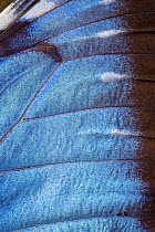 Close-up of wing of Common morpho Butterfly (Morpho peleides) Costa Rica