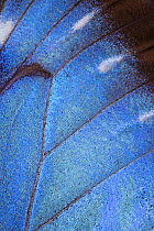 Close-up of wing of Common morpho butterfly (Morpho peleides) Costa Rica