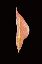 Pupa of Apricot sulphur butterfly (Phoebis argante)