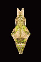 Pupa of Asian swallowtail butterfly (Papilio lowi)