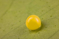 Egg of Emperor swallowtail butterfly (Papilio ophidicephalus) on leaf, Africa