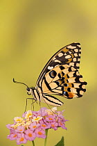 Lemon / Common lime swallwotail butterfly (Papilio demoleus) on flower head, Asia, Captive