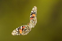 Painted lady butterfly (Vanessa cardui) in flight, Germany