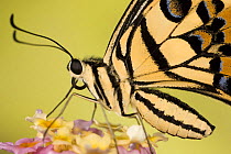 Lemon / Common lime swallowtail butterfly (Papilio demoleus) on flower head, Asia, Captive