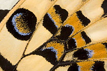 Close-up of wing pattern of Lemon / Common lime swallowtail butterfly (Papilio demoleus) Asia, Captive